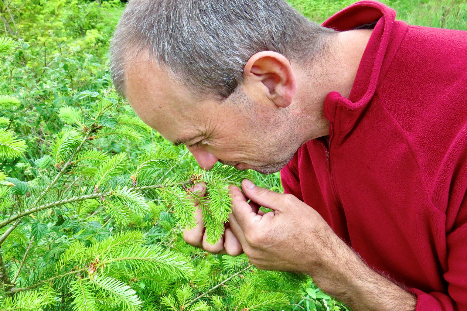 Sapin, douglas, ardenne, haute ardenne