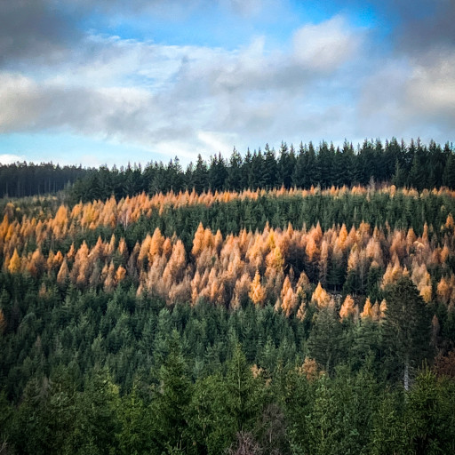 Picture of OrienTHArée